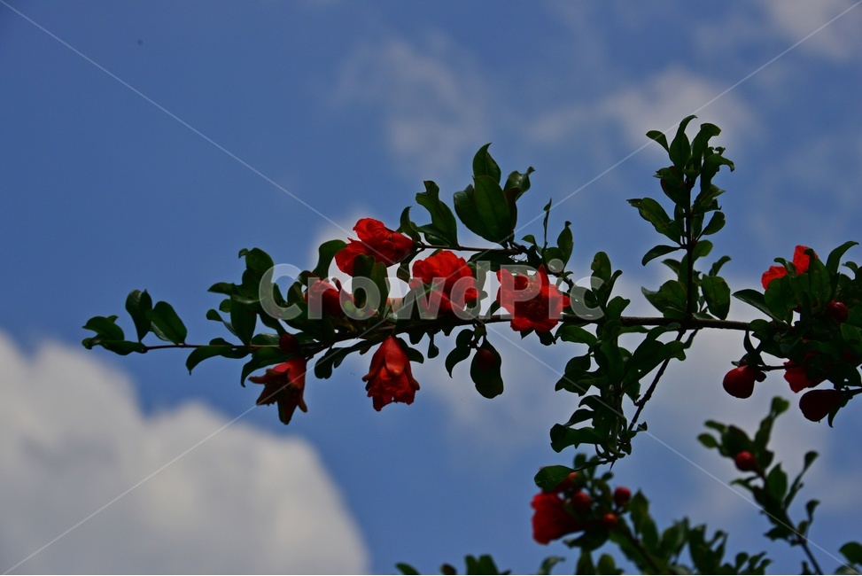 plant,식물,blossom,flower,꽃,leaf,잎,석류,석류꽃,하늘,구름