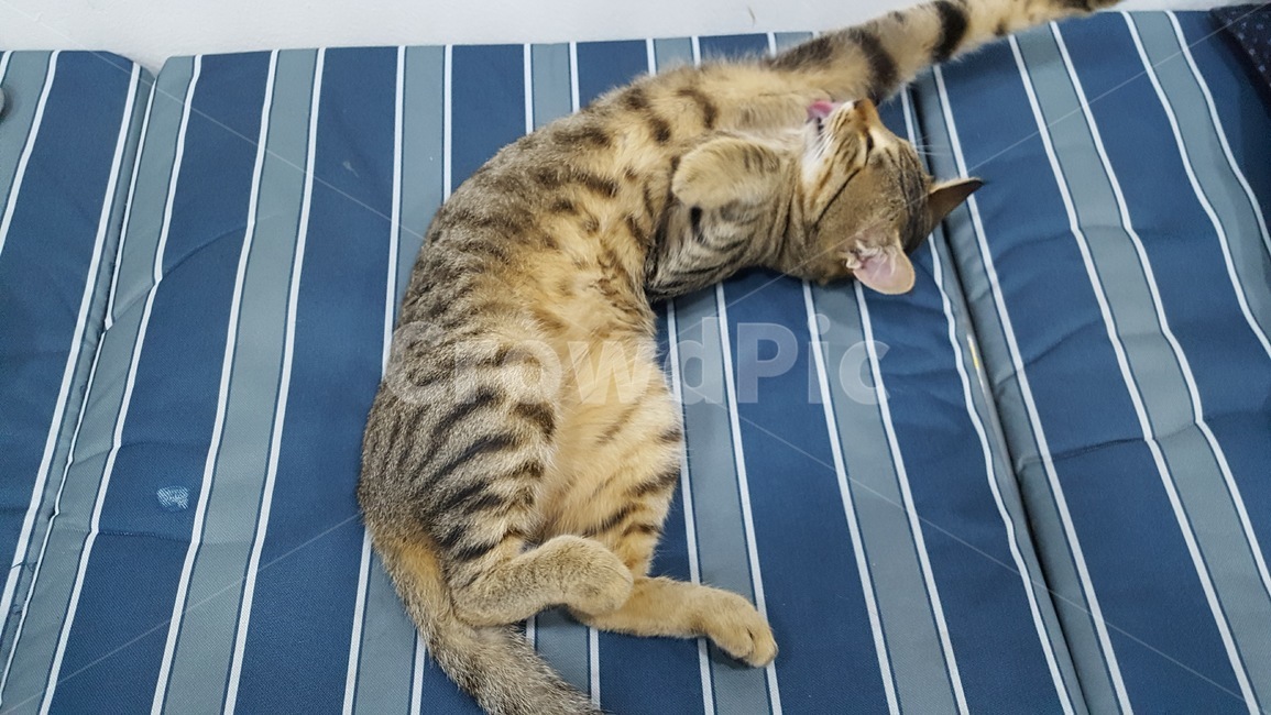 cat,고양이,길냥이,동물,애완,힐링,동물,animal,포유류,mammal,고양이,cat,kitten,kitty