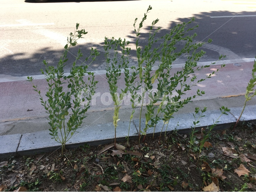 풀,거리,맑음,화창한,새싹,식물,자연,plants,nature