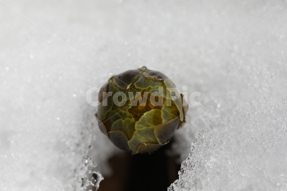 복수초,산,눈,노랑,자연,겨울,계절,winter,season