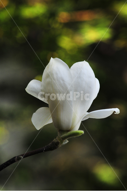 plant,꽃,flower,식물,petal,꽃잎,blossom,목련,봄꽃,식물,자연,plants,nature,꽃,flower