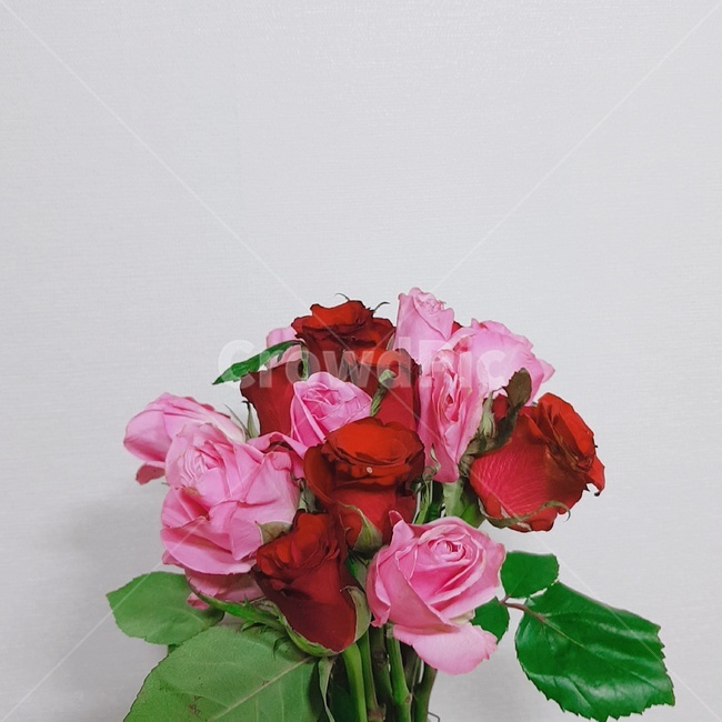 장미,빨강,분홍,꽃,flower,rose,red,pink,꽃다발,꽃꽂이,식물,plant,flowerarrangement,flowerbouquet