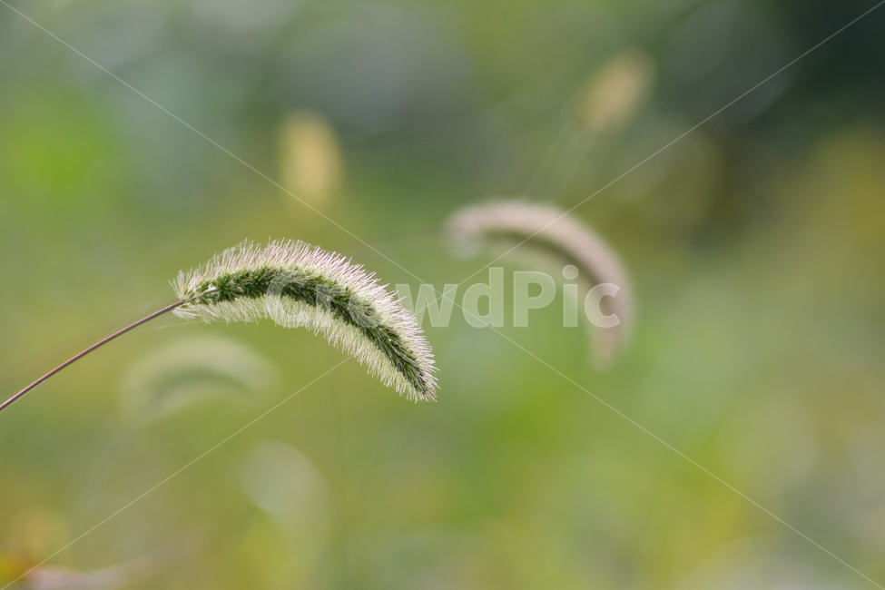 강아지풀,풀,잡초,야생화,들풀,들꽃,솜털,보케,배경,바탕,백그라운드,식물,plant,green,녹색,초록색,야외,옥외,outdoor,식물,자연,plants,nature