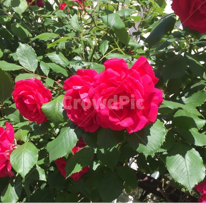 장미,rose,꽃,flower,blossom,plant,식물,잎사귀,가시,줄기,나뭇잎