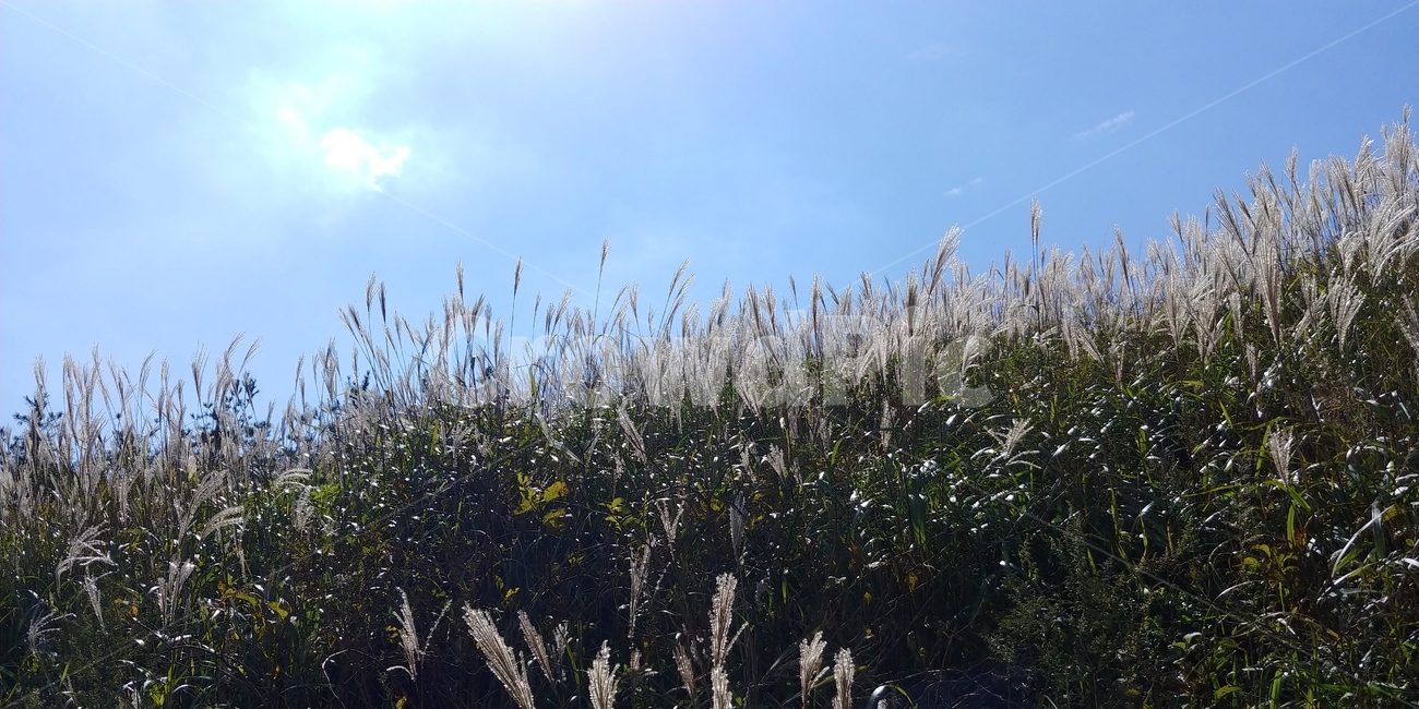 하늘,갈대,가을,풍경,억새,구름,자연,식물,nature,season,계절,한국자연,한국자연경관,koreanaturelandscape,reed,lawn,plant,grass,등산,산,한국,신불산,바다,겨울풍경,겨울나무,백그라운드,배경