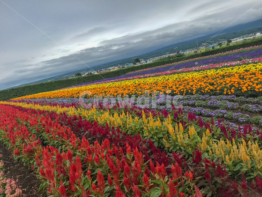 꽃,꽃밭,라벤다,일본,빨강,지평선,자연,풍경,nature,landscape,해외,외국,세계,foreign,oversea,world,세계자연풍경,해외자연풍경,외국자연풍경,world nature landscape,plant,식물