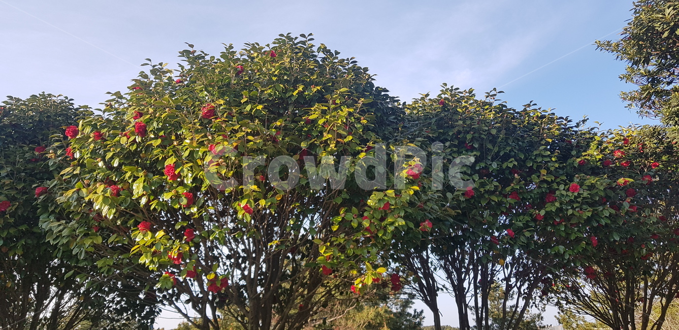 camellia flower,plant,tree,winter,red flower