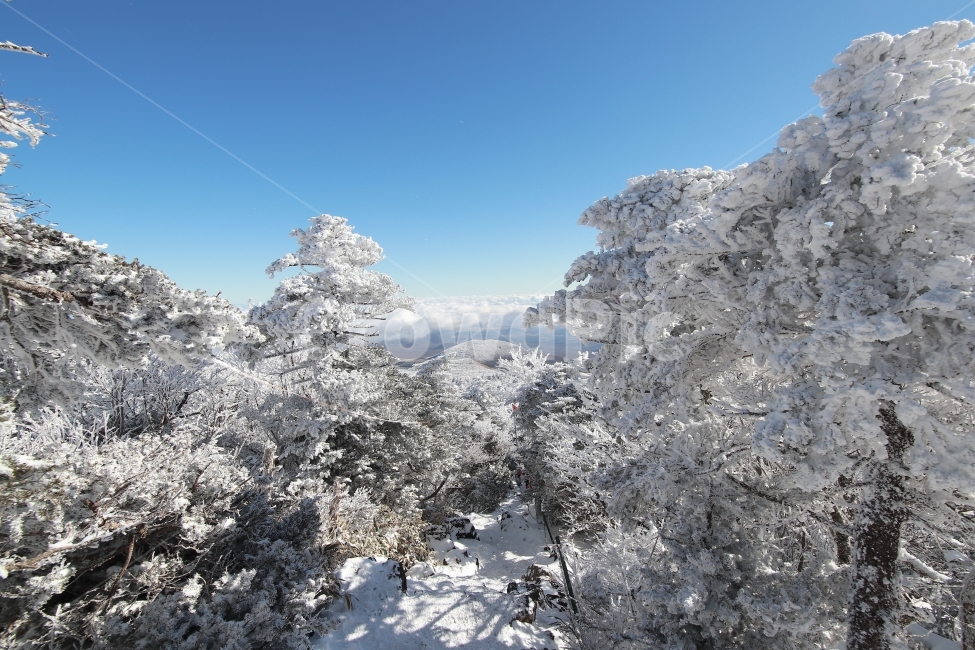 한라산,상고대,설산,겨울,겨울산행,눈꽃,진달래대피소,성판악,관음사,제주도,제주,백록담,겨울,계절,winter,season,자연,풍경,nature,landscape,outdoors,옥외,tree,나무,plant,식물