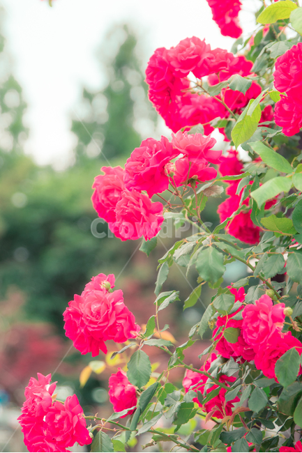 장미,장미꽃,꽃,rose,flower,pink,분홍색장미,핑크색장미,핑크색장미꽃,분홍색장미꽃,핫핑크,hotpink,식물,자연,plants,nature,꽃,flower,감성,sensible,feeling