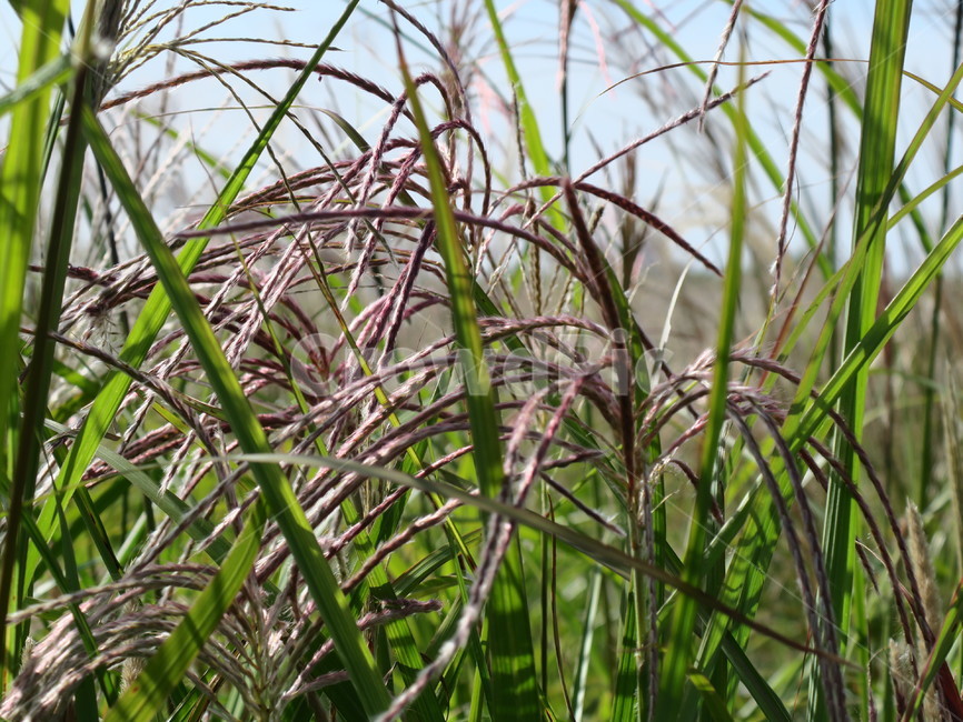 가을,식물,갈대,초록,plant,식물,자연,plants,nature