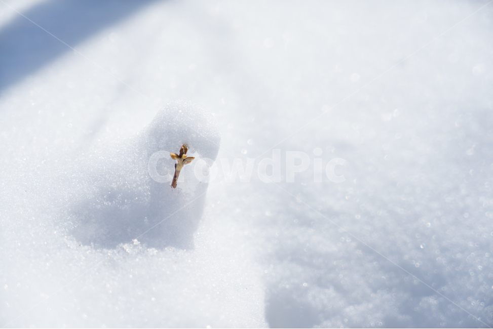 눈,설경,겨울,싸늘함,추위,snow,겨울,계절,winter,season