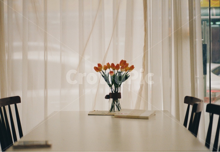 사물,꽃,의자,책상,커튼,필름,필름사진,식물,자연,plants,nature,꽃,flower,실내용화초,화분,화초,house plant,감성,sensible,feeling,인테리어,실내디자인,interior design