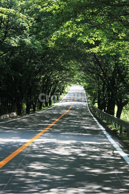 가로수,가로수터널,벚나무가로수,가로수길,벚나무가로수길,찻길,도로,자연,풍경,nature,landscape,road,highway,고속도로,freeway,고속 도로