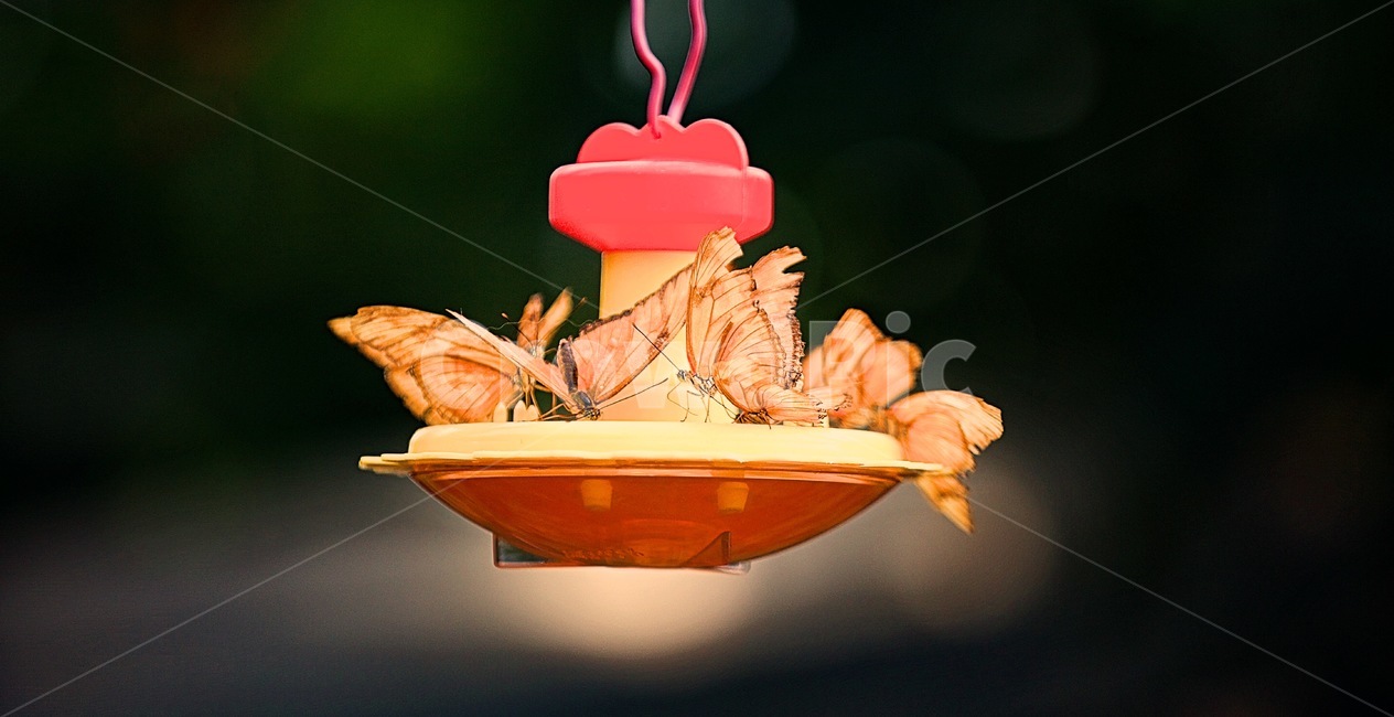 나비,자연,나비들,희귀나비,신비,동물,animal,곤충,벌레,insect,bug