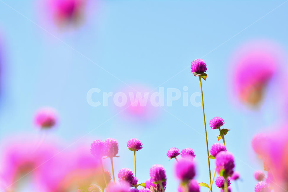 천일홍,가을꽃,분홍색,꽃,공원,꽃축제,플라워,아름다운,뷰티풀,예쁜,작은꽃,핑크색,백그라운드,서정,보케,빛망울,감성,분위기,느낌,필,계절,시즌,몽환적,flowers,beautiful,season,pink,emotion,sensible,feeling,fall,autumn,배경,바탕,여름,계절,summer,season,가을,fall,autumn,식물,자연,plants,nature,꽃,flower