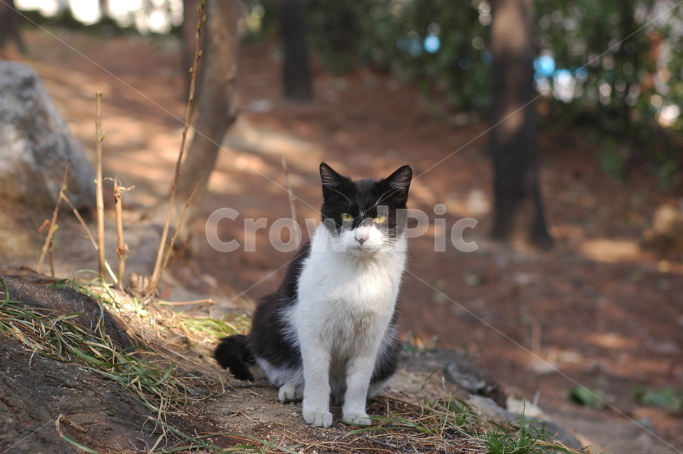 고양이,길고양이,한국고양이,동물,야생고양이,턱시도고양이,흰색,검은색,얼룩무늬,야생,아기고양이,cat,feline,kitty,animal,domestic,streetcat