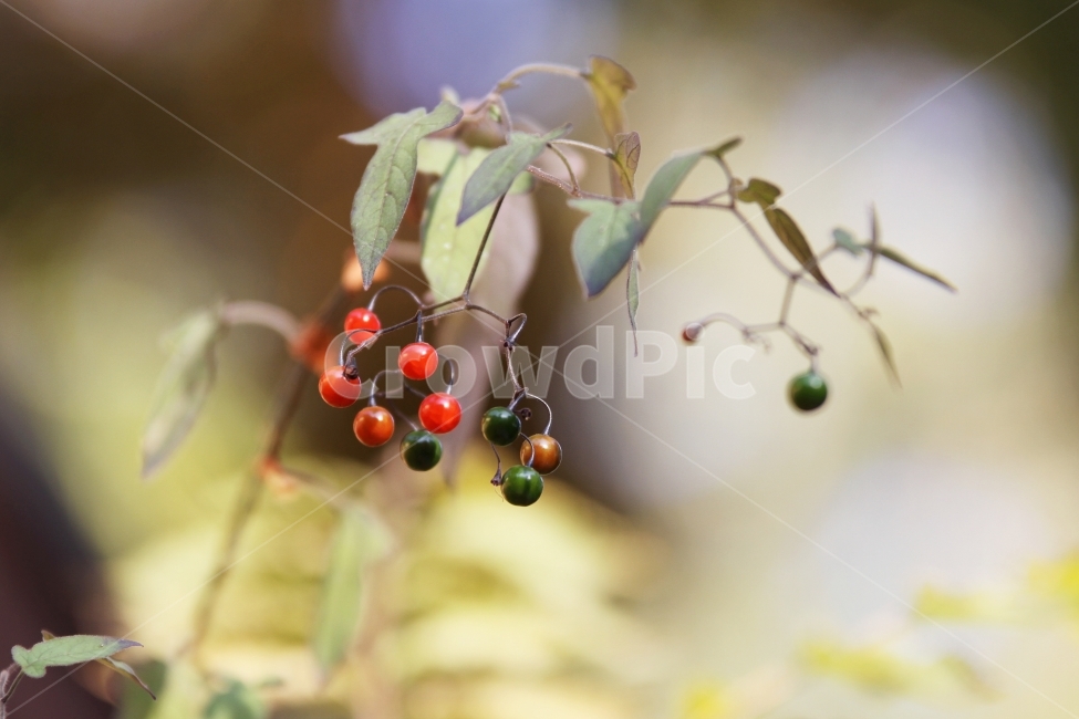 식물사진,자연사진,배풍등,열매사진,감성사진,가을사진,단풍사진,가을,계절,fall,autumn,season,식물,자연,plants,nature,과일,열매,fruit,감성,sensible,feeling,plant