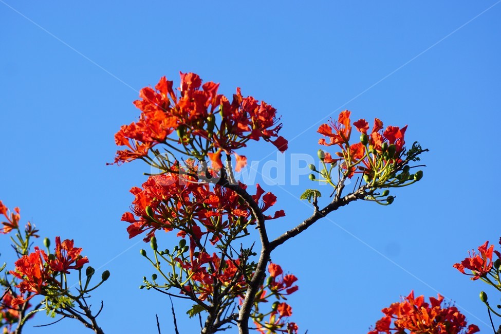 꽃,나무,자연,식물,하늘,파란하늘,flower,sky,nature,크리스마스트리나무,크리스마스트리꽃,외국꽃,열대나무,붉은꽃,redcolor,green,초록,외국자연풍경,식물,자연,plants,nature,꽃,flower