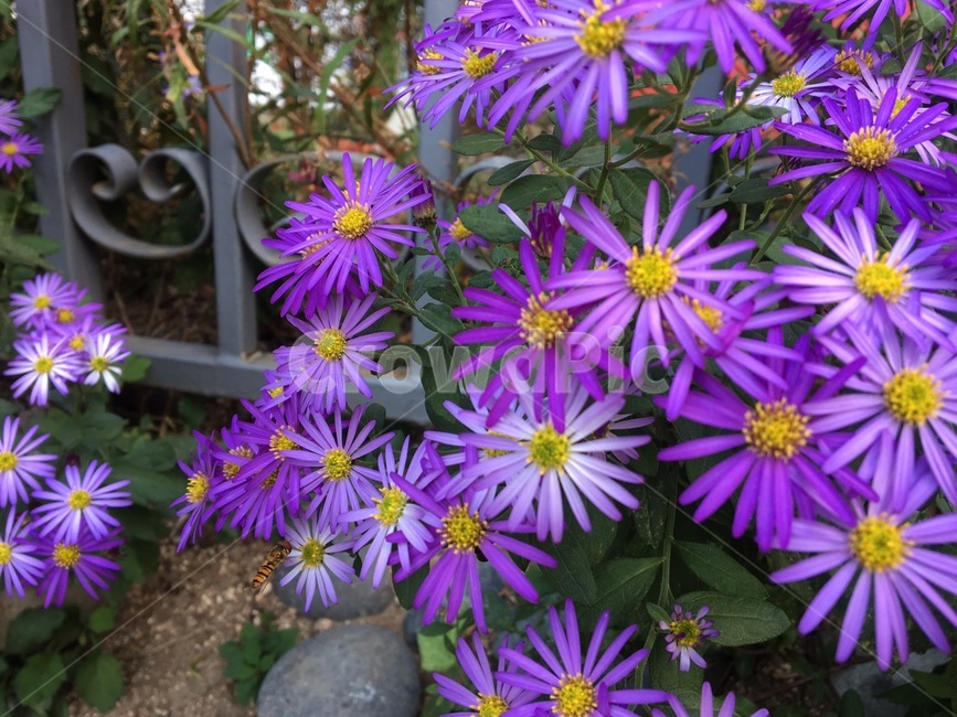 꽃,보라색,보라색꽃,식물,화단,식물,자연,plants,nature,꽃,flower