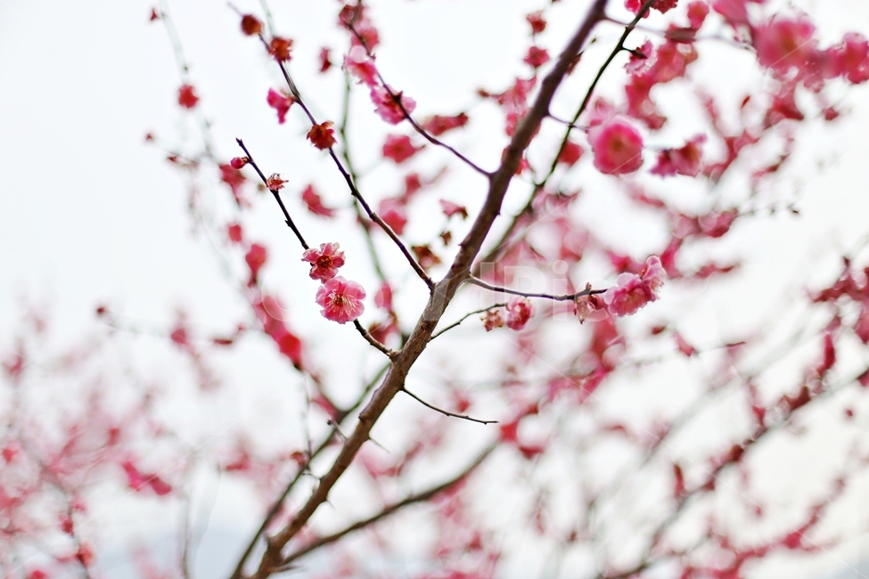 하동,경남하동,매화마을,매화축제,매화꽃,매화,꽃,flower,hadong,봄,계절,spring,season,식물,자연,plants,nature,꽃,flower,plant,blossom