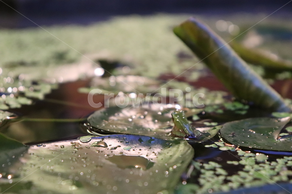 자연,풍경,연못,동물,동식물,연잎,개구리밥,개구리,nature,naturephoto,naturephotography,frog,lotus,lotusleaf,animal,청개구리,파충류,양서류,동물,animal,파충류,양서류,reptile,amphibian
