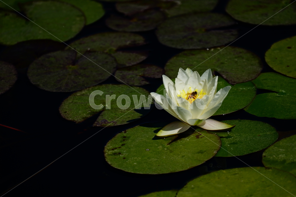 수련,연꽃,여름꽃,플라워,flower,lotus,waterlily,pondlìly,식물,자연,plant,nature,연못,연잎,연꽃잎,꽃,수생식물,pond,수중식물,여름,summer