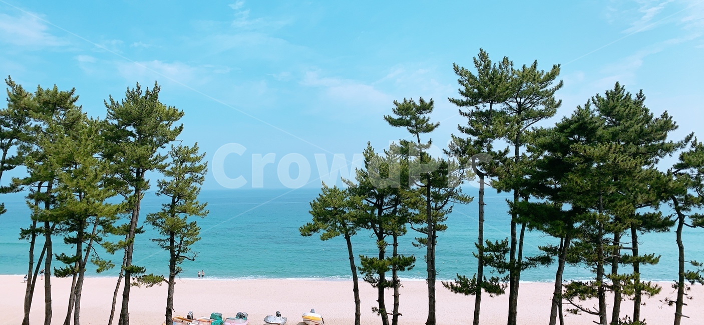 바다,나무,소나무,모래사장,백사장,풍경,자연,풍경,nature,landscape,tree,plant,식물,shoreline,해안선,water,물,ocean,대양,sea,outdoors,옥외,summer,여름