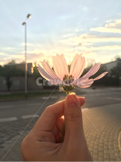 꽃,flower,봄,spring,floral,꽃잎,petal,floralleaf