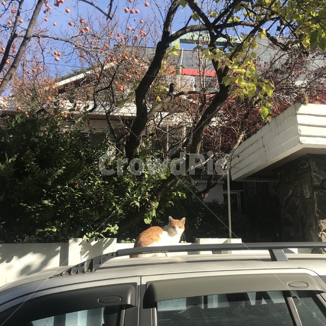 고양이,길냥이,나무,cat,kitty,동물,animal,포유류,mammal,고양이,cat,kitten,kitty