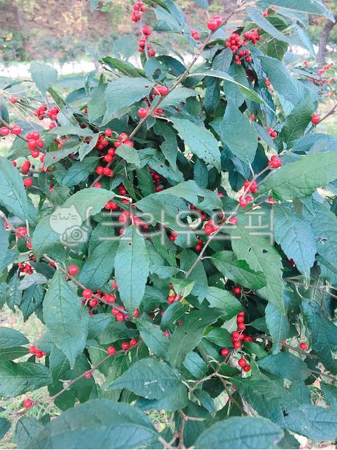 plant,식물,빨간색,빨간열매,열매,풀,leaf