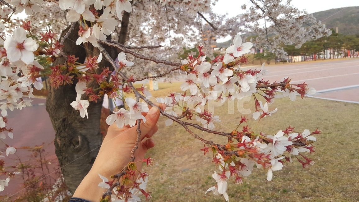 벚꽃,벚꽃나무,벚꽃그림,봄,꽃,CherryBlossom,flower,spring,nature