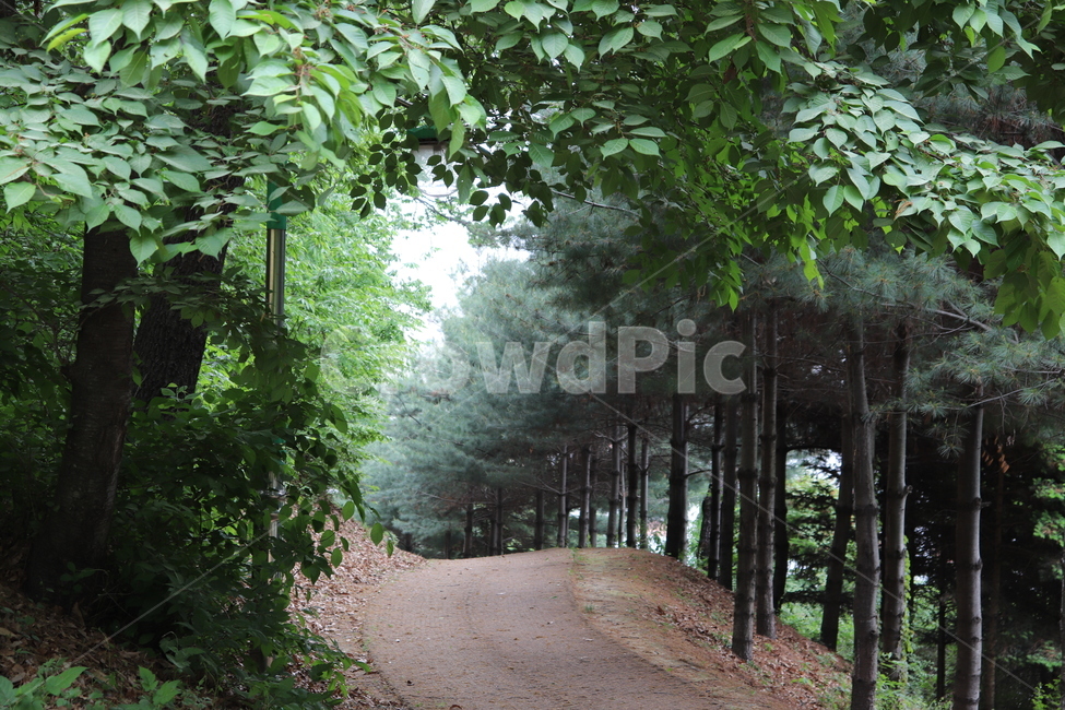 산길,나무,숲,고요,길,mountainpat,tree,forest,wood,silence,calm,blackandwhite,road