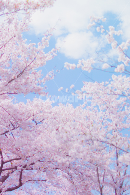 벚꽃,봄,하늘,파스텔,꽃,분홍,구름,봄,계절,spring,season,자연,풍경,nature,landscape,감성,sensible,feeling,plant,식물,flower,blossom