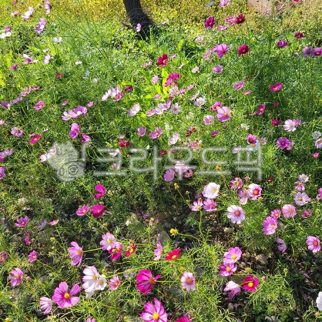 코스모스,가을꽃,꽃밭,가을,꽃,outdoors,nature,자연,flower,식물