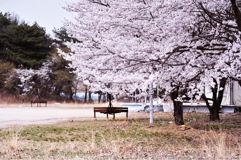 벚꽃,벚나무,사쿠라,봄꽃,봄,계절,식물,장미과,순결,절세미인,번영,봄,계절,spring,season,자연,풍경,nature,landscape,감성,sensible,feeling,bench,벤치,plant,furniture,가구