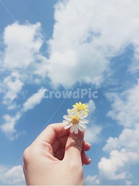 꽃,flower,봄,spring,floral,꽃잎,petal,floralleaf,신체일부,몸,body