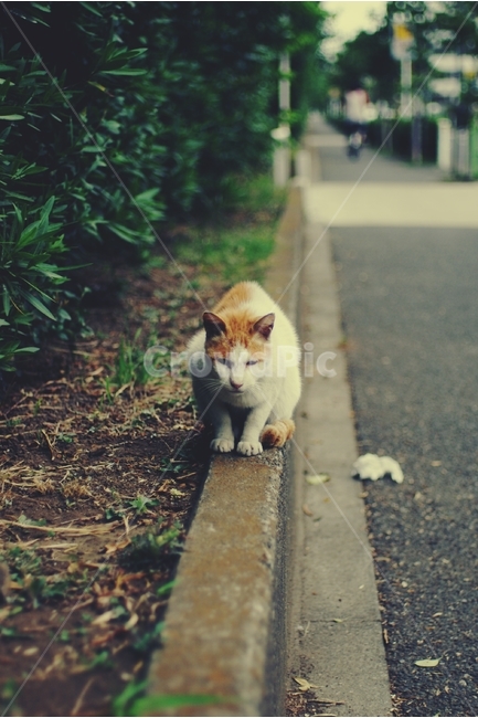 고양이,cat,길고양이,동물,animal,길,road,만남,meeting,동물,animal,포유류,mammal,고양이,cat,kitten,kitty,감성,sensible,feeling