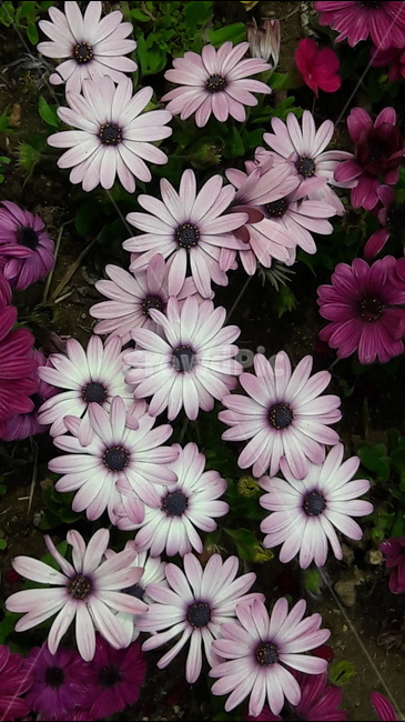 구리유채꽃축제,리빙스턴데이지,꽃,희망,평화,식물,자연,plants,nature,꽃,flower
