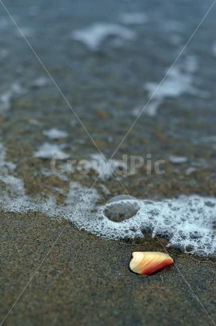 해변,조개,파도,모래,아웃포커스,outoffocus,자연,nature,조개껍데기,beach,sand,bubble,감성,어두운,감성사진,해변,바다,beach,sea,감성,sensible,feeling