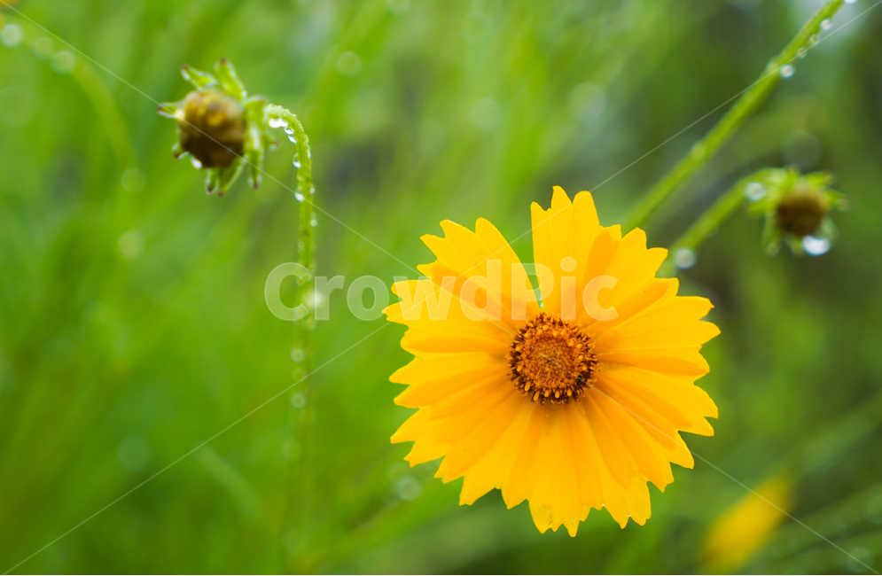 꽃,들꽃,야생화,비,봄비,노란꽃,식물,자연,plants,nature,꽃,flower