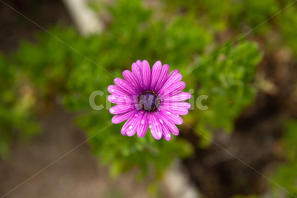 plant,식물,flower,blossom,꽃,코스모스,식물,자연,plants,nature,꽃,flower