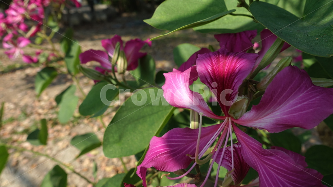 flower,tropic,plant,summer,여름,꽃,꽃송이,blossom,열대,식물,야외,outdoor,green,초록,petal,꽃잎
