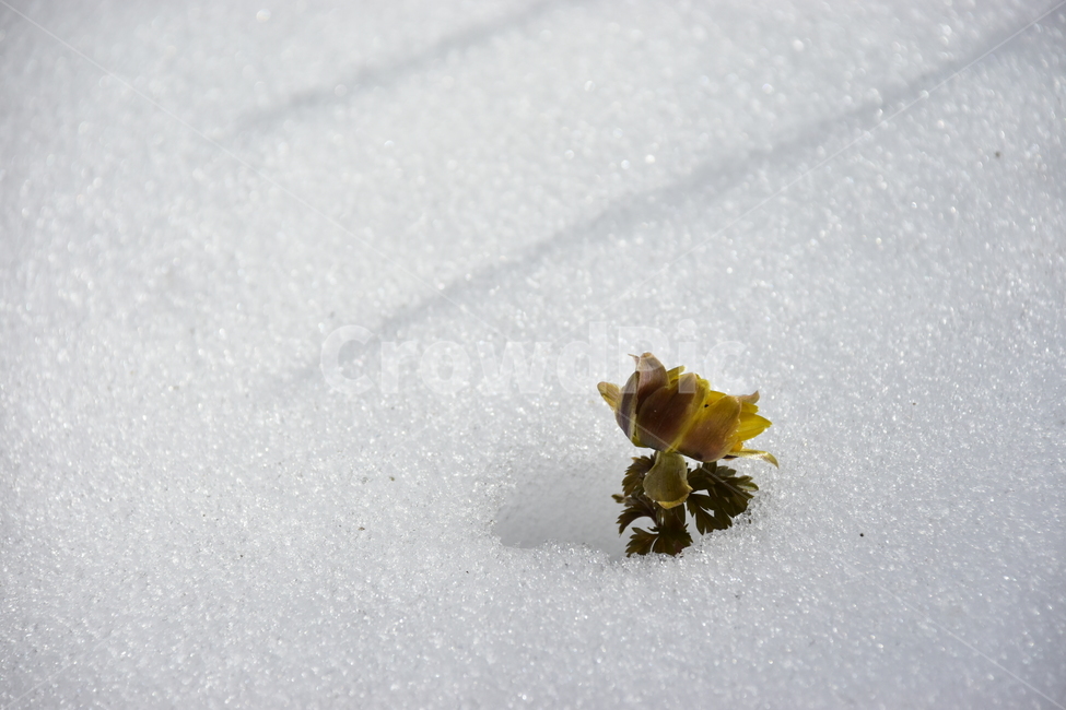 복수초,야생화,봄,눈,설중,꽃,풀꽃,자연,식물,식생,감성,힐링,plants,nature,spring,season,flower,emotion,feeling,노란색,노랑,초본