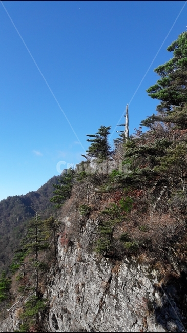 지리산,천왕봉,산,고사목,가을,국립공원,자연,풍경,nature,landscape,한국자연풍경,한국자연경관,korea nature landscape,tree,나무,plant,식물,fir,전나무,abies,아비