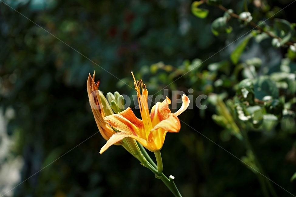 꽃,식물,원예,암술,정원,식물,자연,plants,nature,꽃,flower