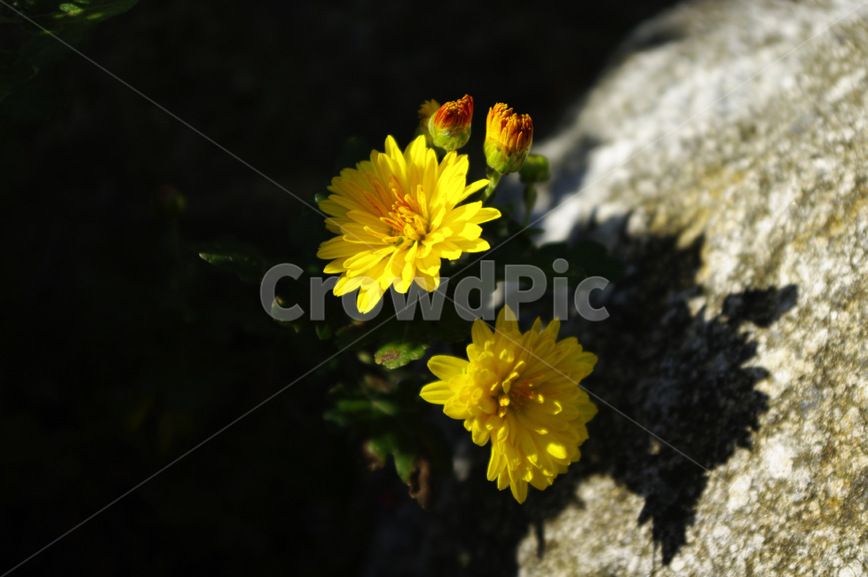 국화,소국,가을,바위,꽃,flower,식물,식물,자연,plants,nature,꽃,flower
