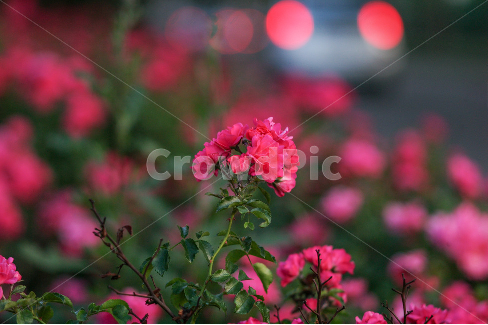 꽃,분홍,pink,아웃포커싱,식물,화려한,colour,beautiful,자연,nature,예쁜,식물,자연,plants,nature,꽃,flower,감성,sensible,feeling