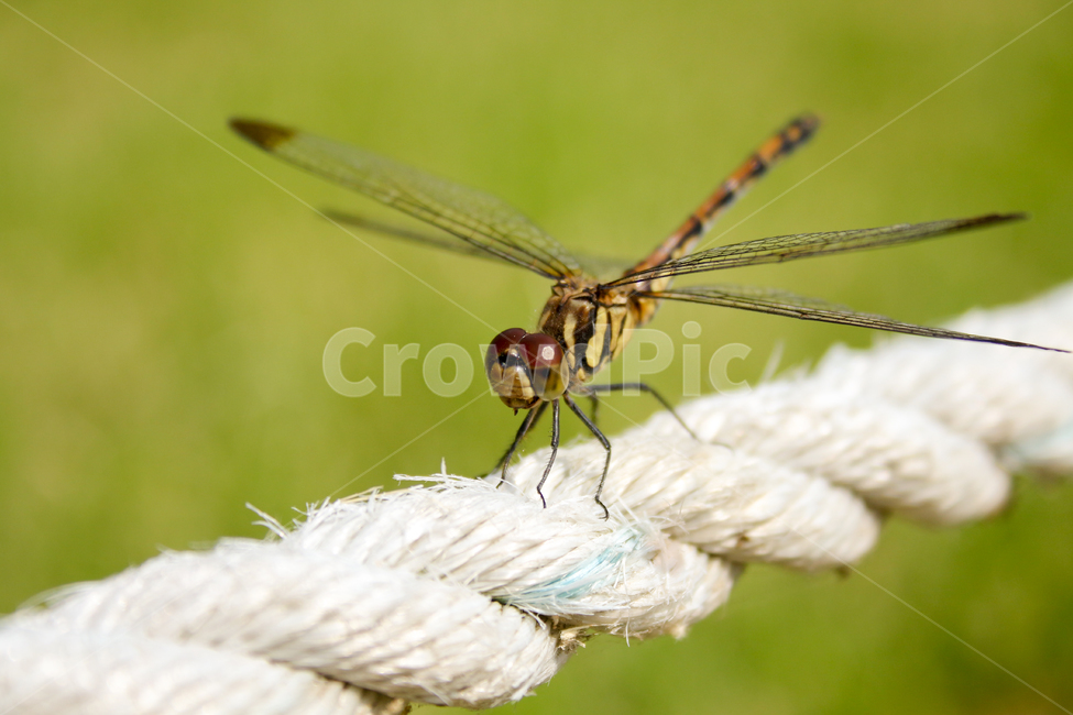 잠자리,자연,곤충,벌레,insect,bug,dragonfly