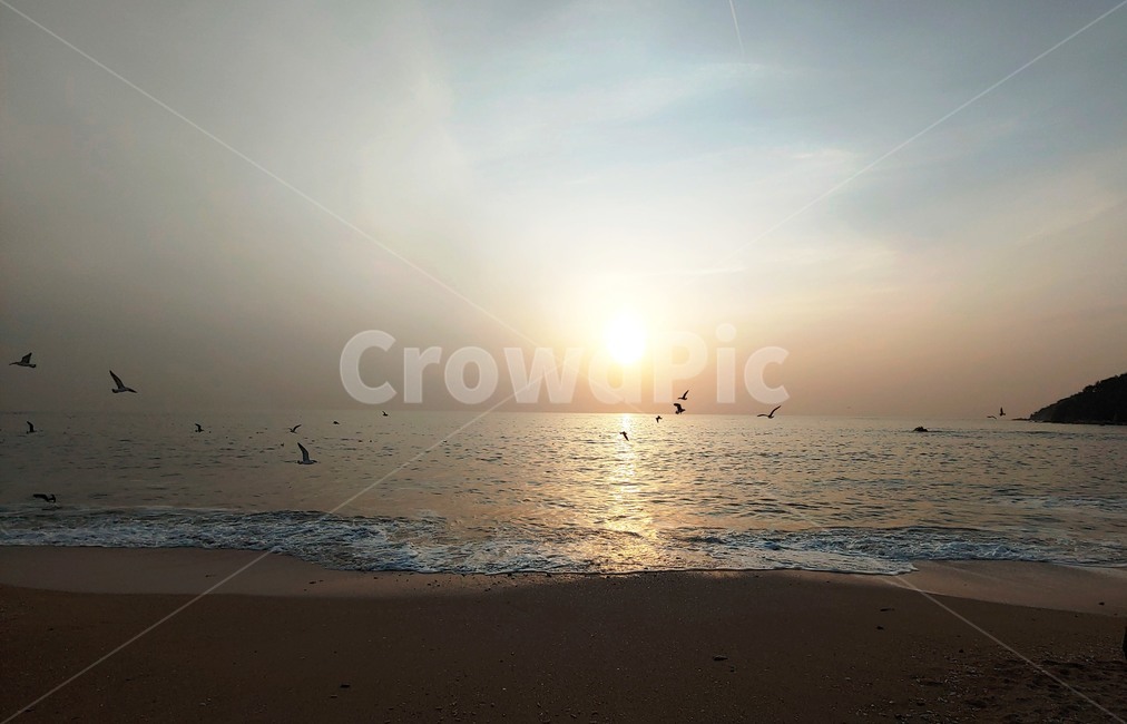 해질녁,새,바다,하늘,파도,sunset,bird,beach,sky,wave