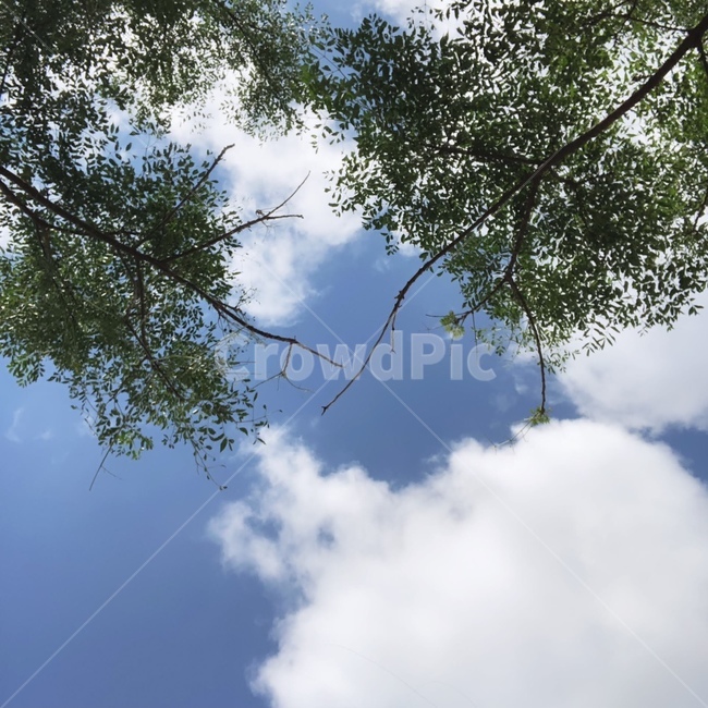 tree,나무,plant,식물,vegetation,초목,하늘,구름,sky,cloud,자연,풍경,nature,landscape